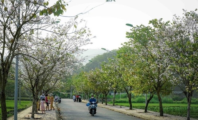 Mua hoa ban trang anh 2