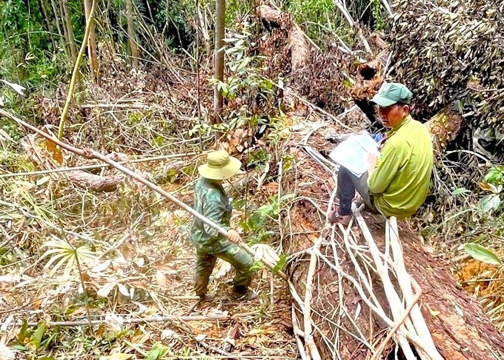 Nguyen Xuan Quy dau thu anh 2
