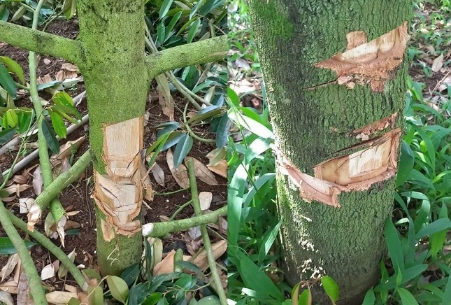 Dieu tra ke gian chat ngon, deo 33 goc cay ‘tien ty’ hinh anh