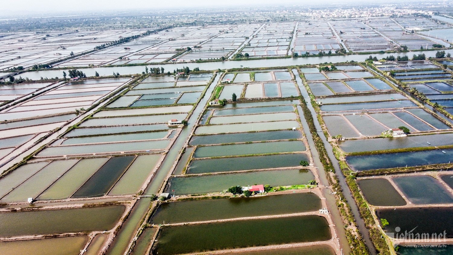 Con Xanh Nam Dinh anh 1