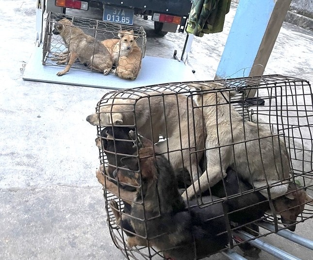 Triet pha o nhom trom cho luon thu san hung khi de chong tra hinh anh