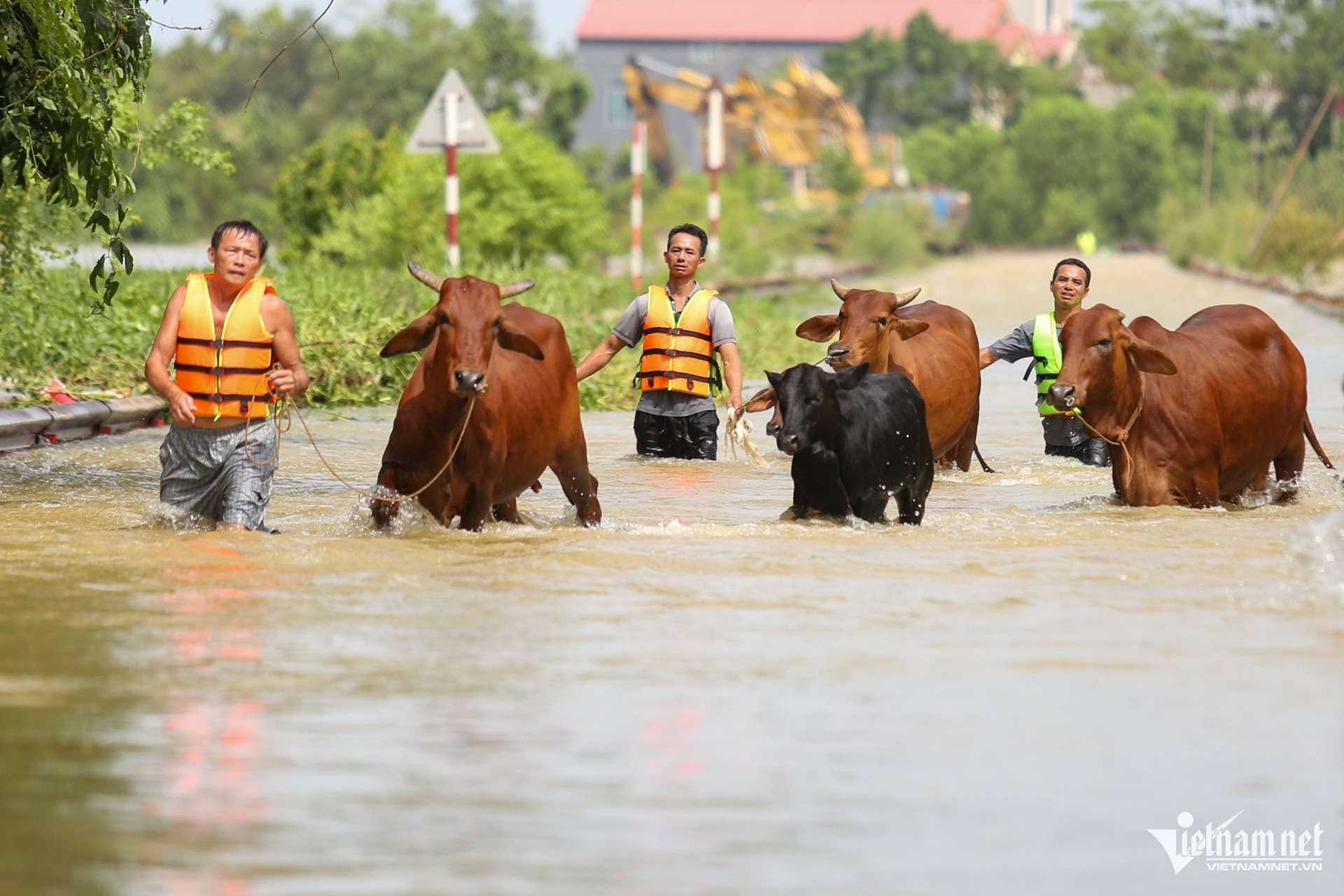 New Zealand bao Yagi anh 1