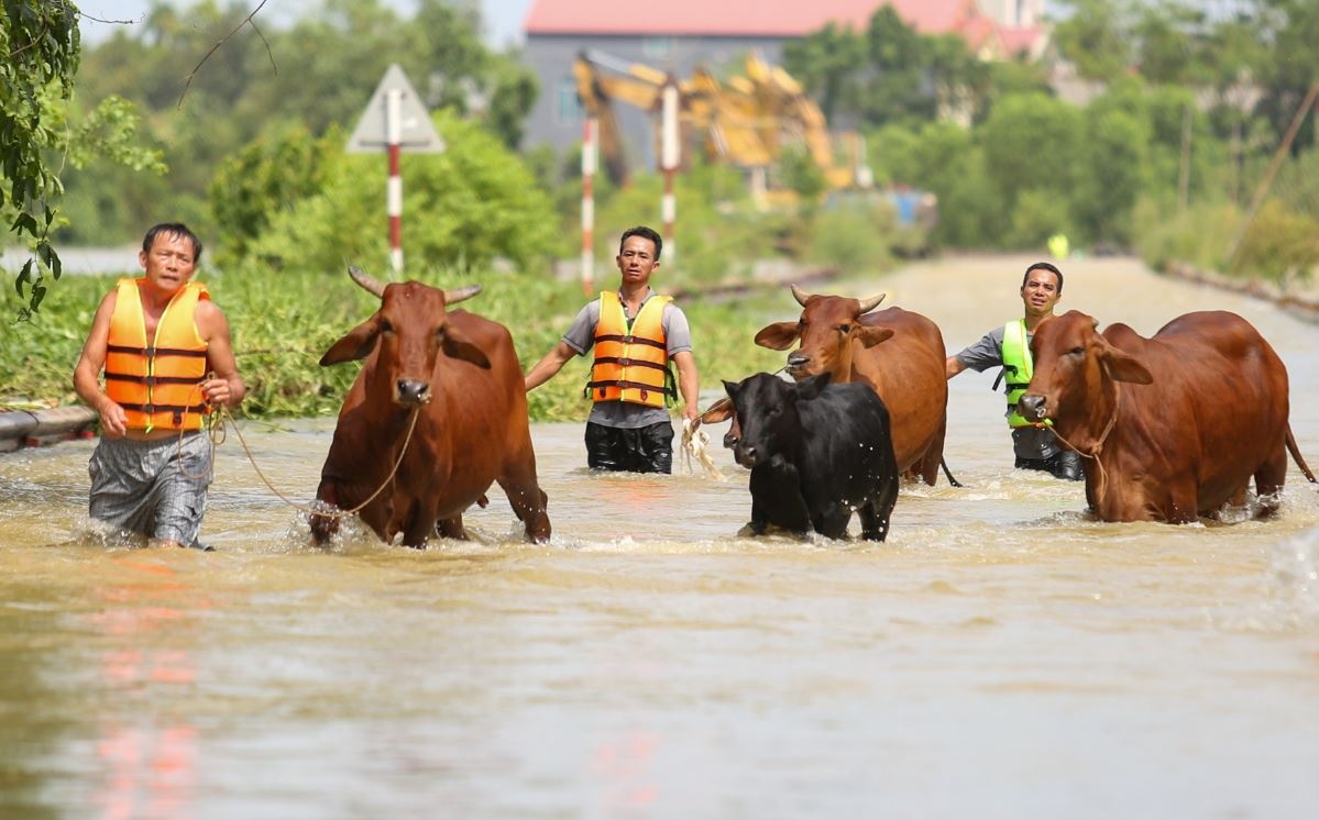 New Zealand ho tro 1 trieu NZD giup Viet Nam khac phuc hau qua bao hinh anh