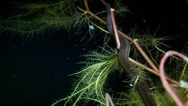 Theo chan tho san ran bong sung thu tien trieu moi dem o Ca Mau hinh anh