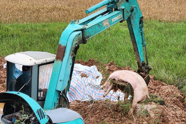 Ha Noi: Tieu huy, xac minh gan 3 tan thit lon nhiem ta lon chau Phi hinh anh