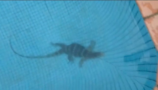 Phat hien ky da quy hiem duoi ho boi can ho cao cap o TP.HCM hinh anh