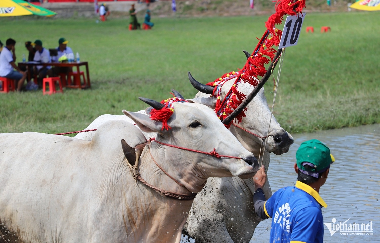 dua bo Bay Nui anh 2