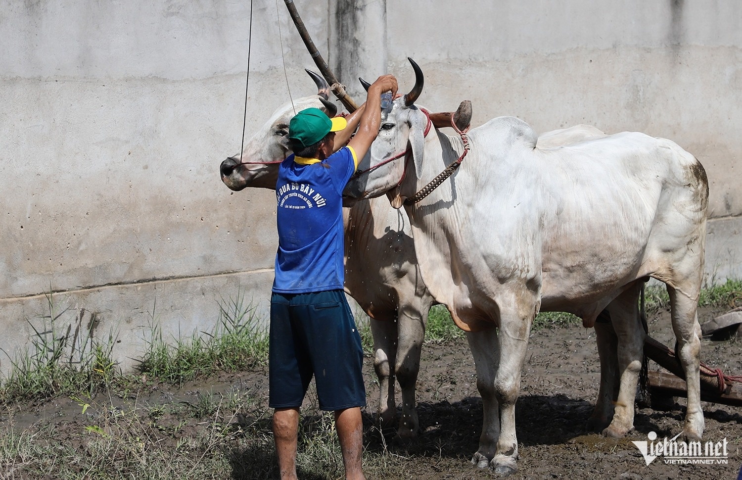 dua bo Bay Nui anh 3