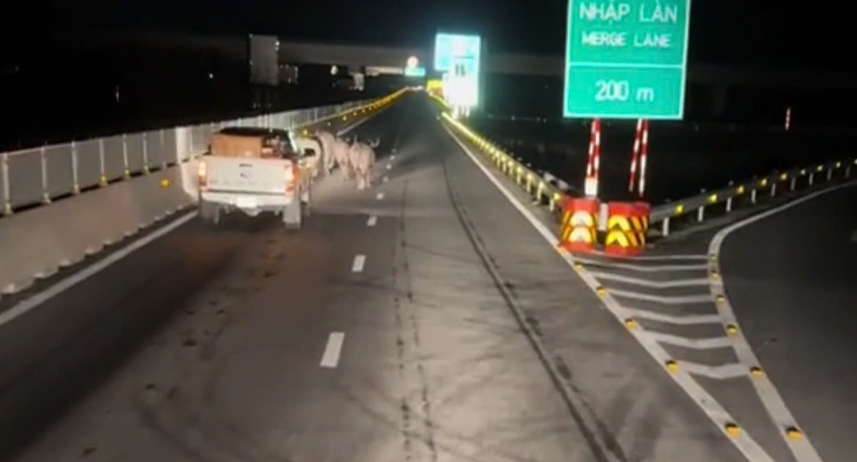 Dan trau 5 con chay bang bang tren cao toc Dien Chau - Bai Vot hinh anh