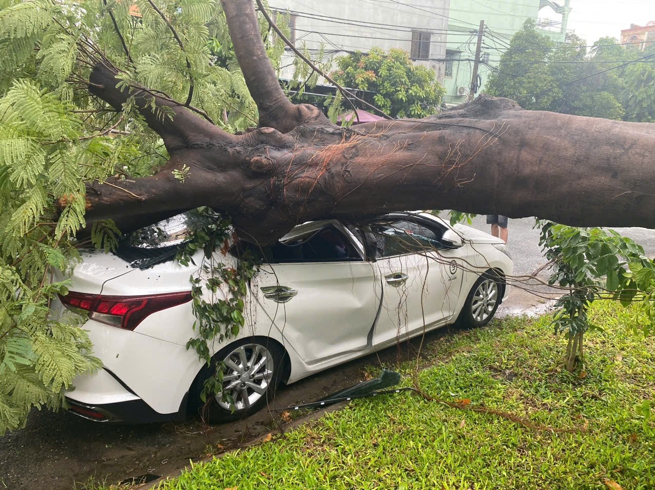 Cay phuong trong truong hoc o TP.HCM bat goc, de bep xe oto hinh anh