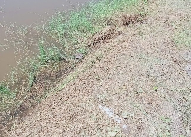 Ca Mau: Nguoi dan ong di cat co bi set danh tu vong hinh anh