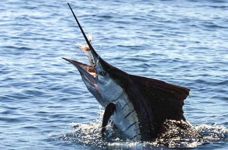 Mot ngu dan Binh Dinh tu vong do bi ca co dam trung hinh anh