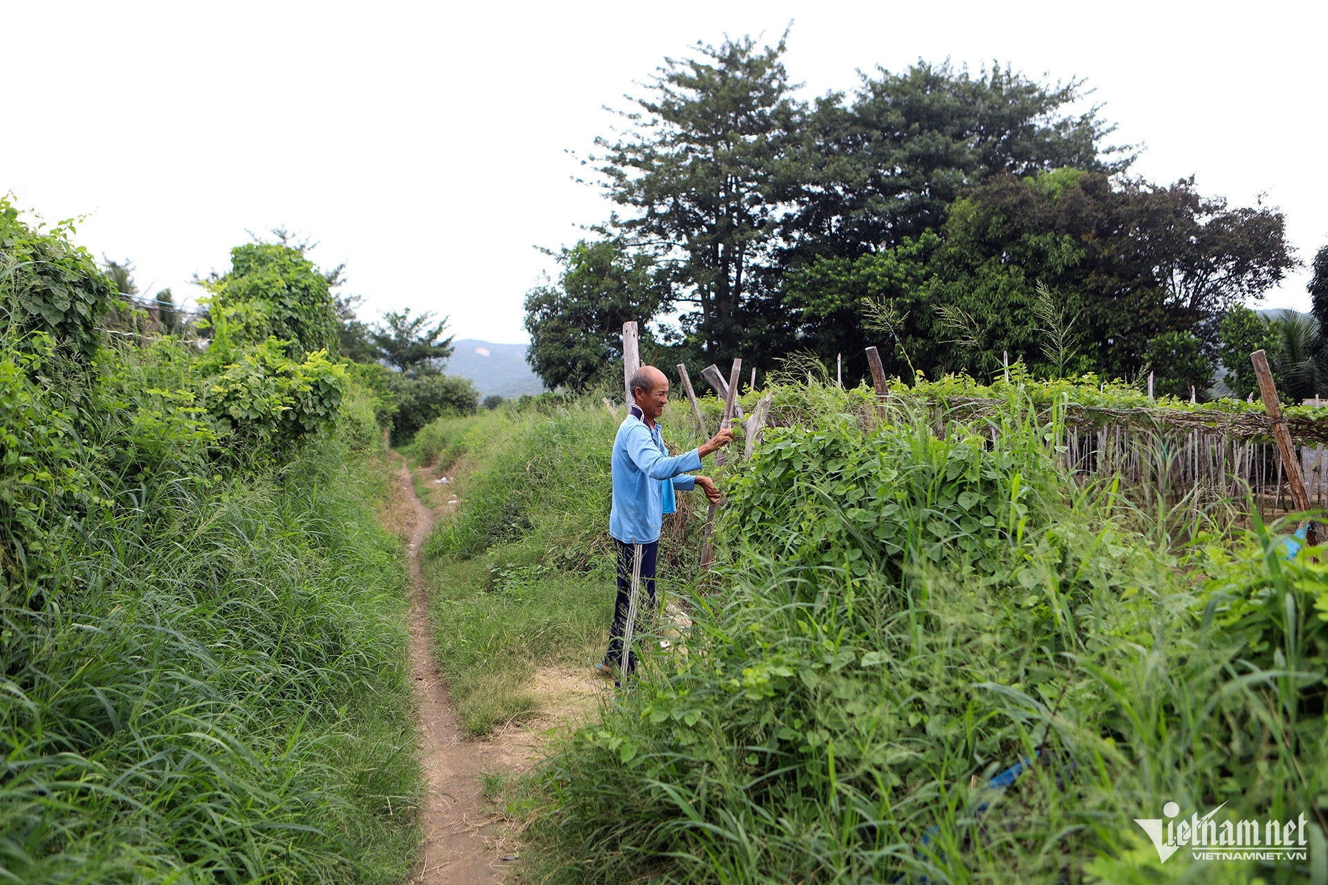 Dien hat nhan Ninh Thuan anh 10