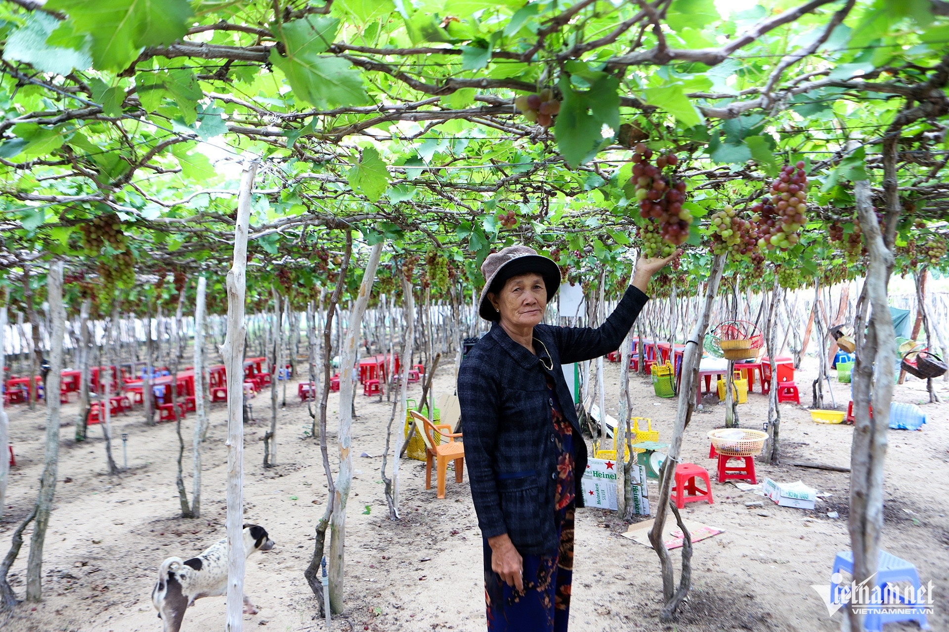 Dien hat nhan Ninh Thuan anh 11
