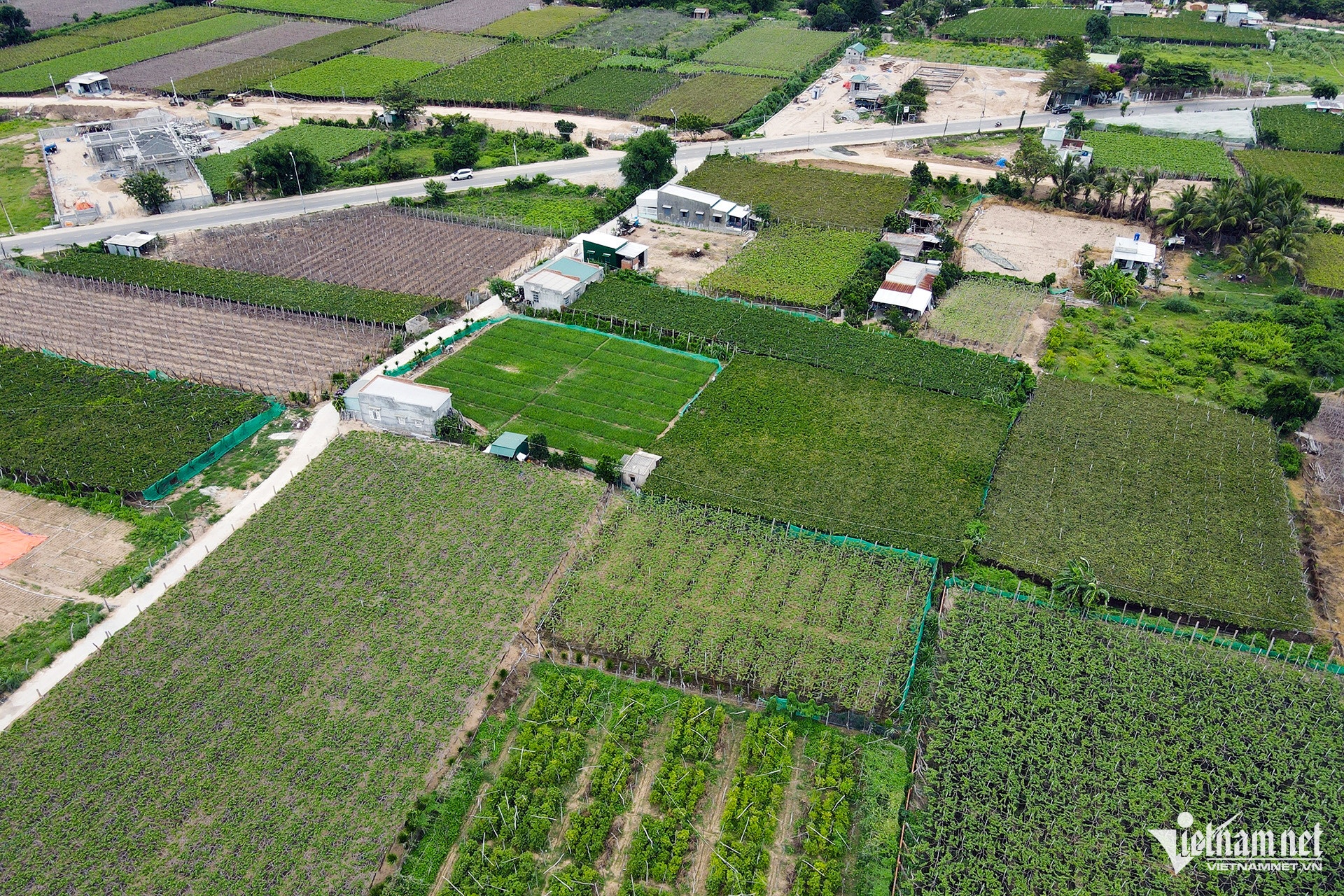 Dien hat nhan Ninh Thuan anh 12