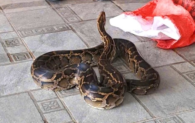 Tran quy hiem 'lac' vao vuon nha dan o Ha Tinh hinh anh