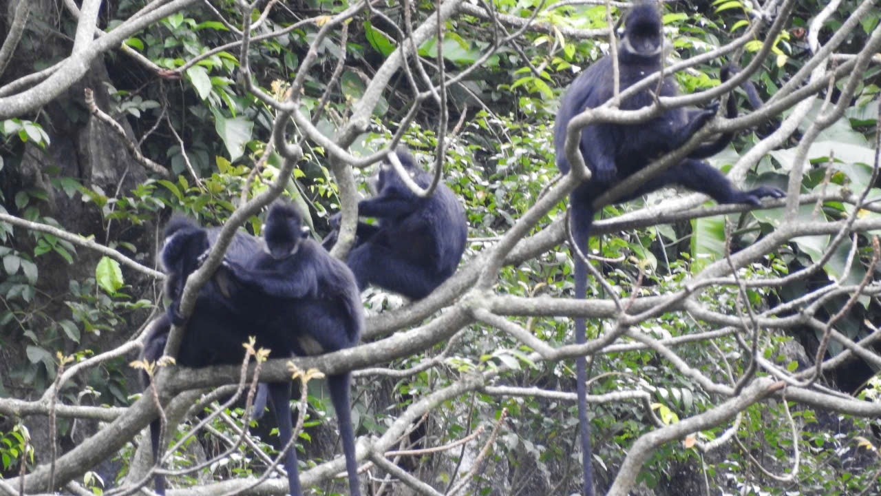 Vooc quy hiem Phong Nha anh 3