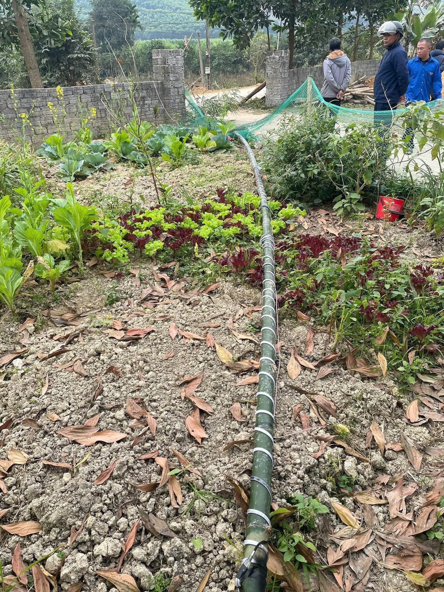 Dung cay neu tu vong anh 1