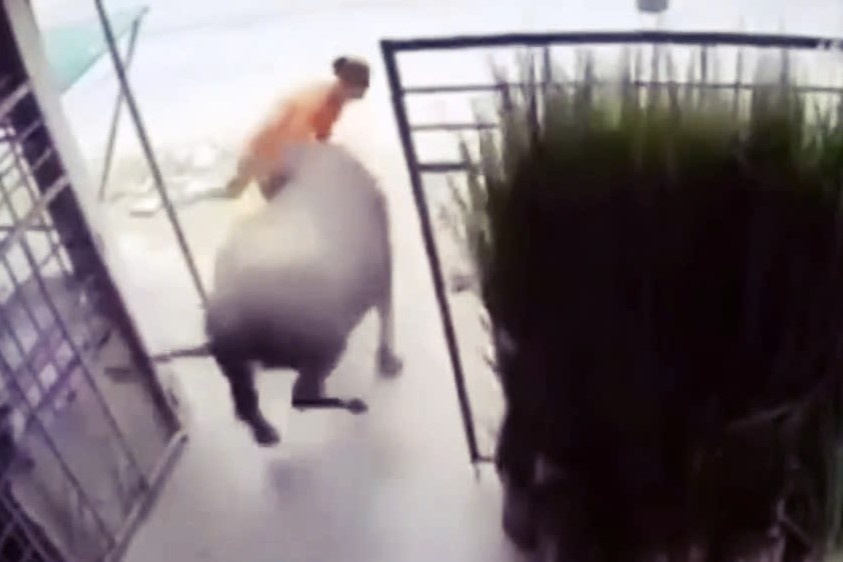 Trau dien huc ba chu gay 4 xuong suon hinh anh