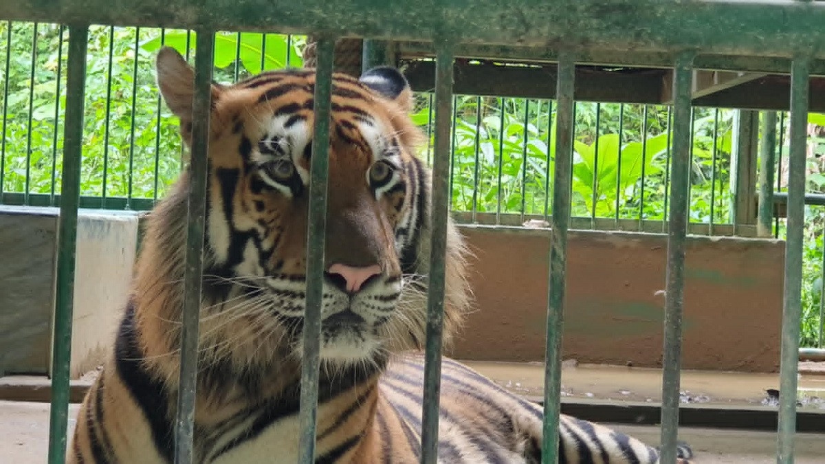 Quang Binh chi 4,5 ty dong lam hang rao bao ve 7 con ho Dong Duong hinh anh