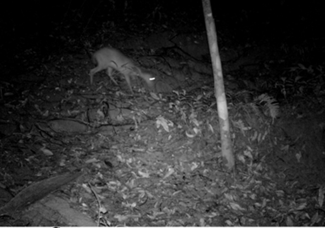 Mang Pu Hoat Xuan Lien anh 1