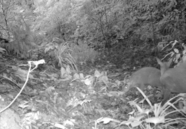 Mang Pu Hoat Xuan Lien anh 2