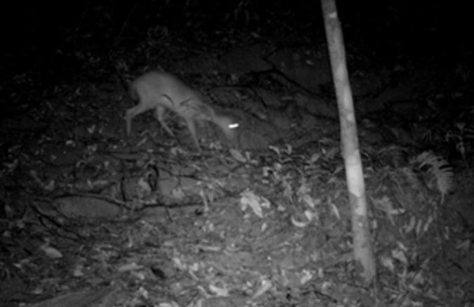 Phat hien loai quy hiem duoc cho da tuyet chung trong rung Xuan Lien hinh anh