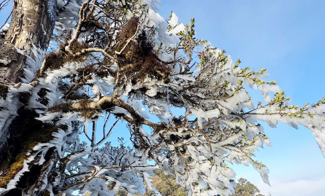 Canh bang gia lan dau xuat hien tren dinh nui Ta Xua hinh anh