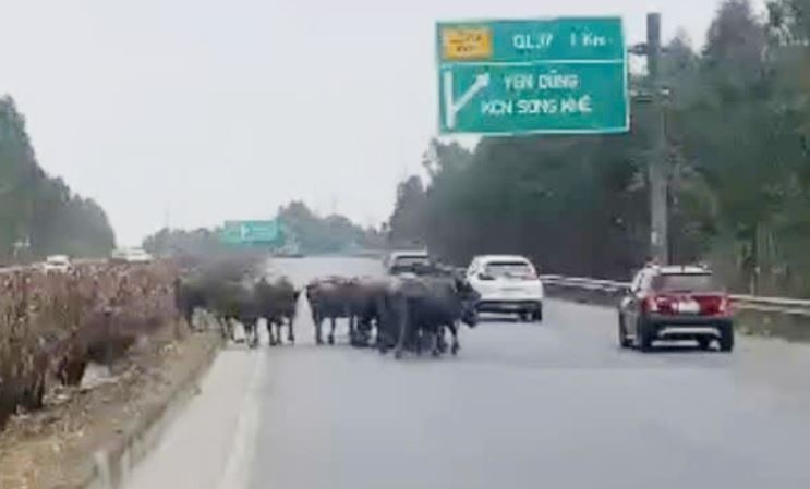 Xu phat nguoi dan ong de 20 con trau di vao duong cao toc hinh anh