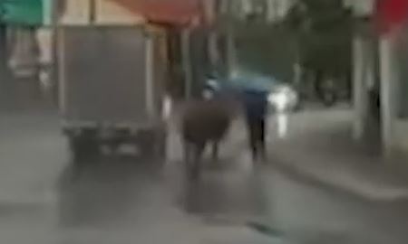 Trau 'dien' huc hai hoc sinh o Quang Ninh hinh anh