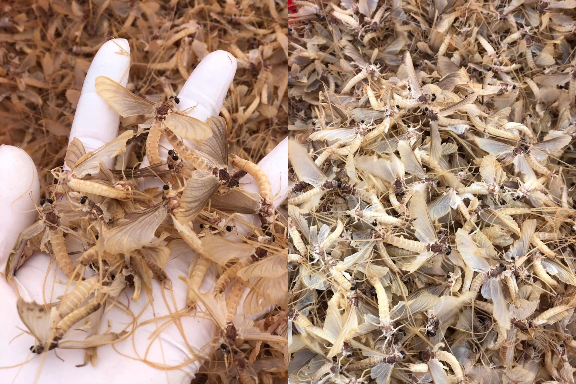 Con trung la duoc vi nhu dac san 'troi ban' o Ha Noi hinh anh