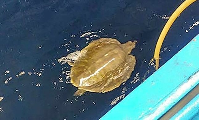 Cuu ca the doi moi dua quy hiem nang 12 kg dinh luoi hinh anh