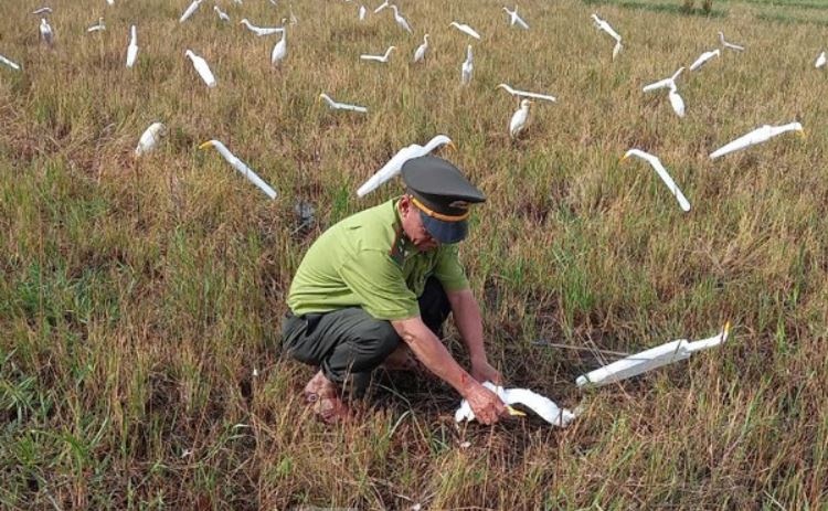 Vi sao Hue tu choi cap phep hoi thi chim chao mao? hinh anh