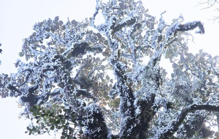 Bang gia Ta Xua anh 1