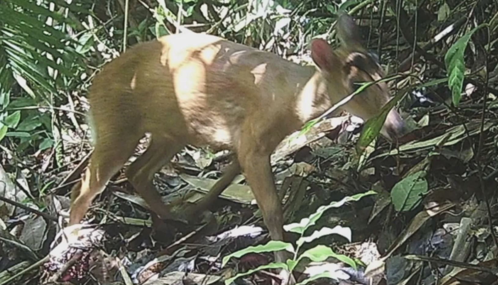 Bay anh phat hien nhieu dong vat quy hiem tai Thanh Hoa hinh anh