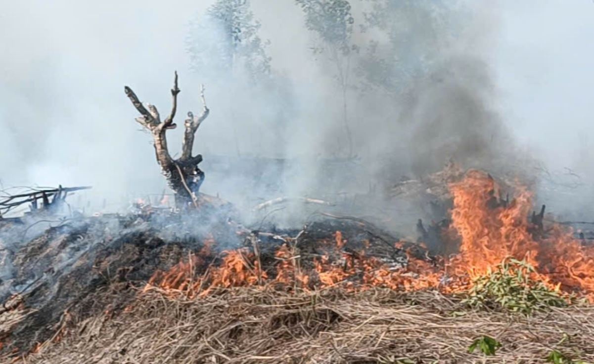 Lam ro viec hai nguoi phat ray hut thuoc gay chay rung o Phu Quoc hinh anh