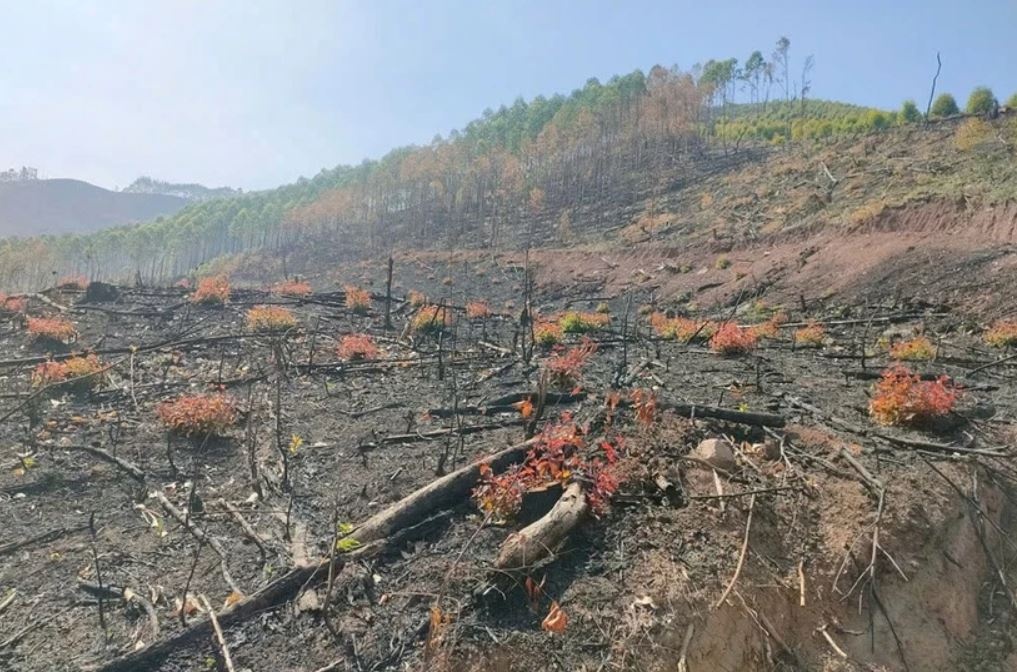 Pha rung Bac Giang anh 1