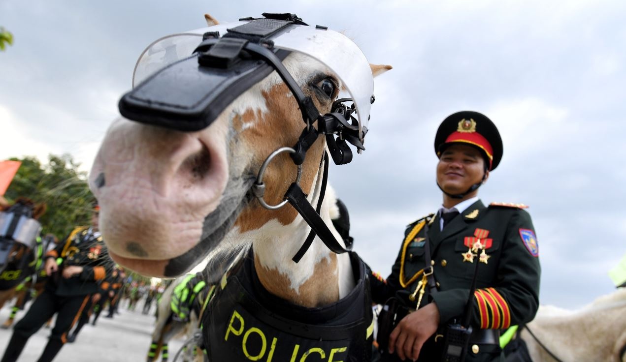 Dieu thu vi ve chu ngua Ut Ngao noi tieng nhat doan ky binh hinh anh