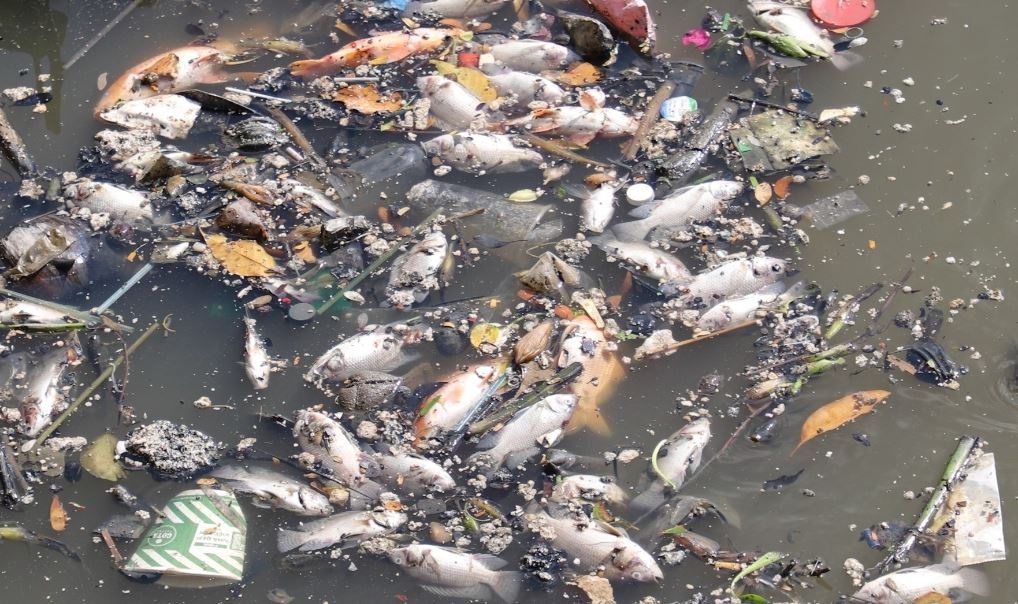 Canh la tren kenh noi do dep nhat TP.HCM, ca noi ngoi ngop tho hinh anh