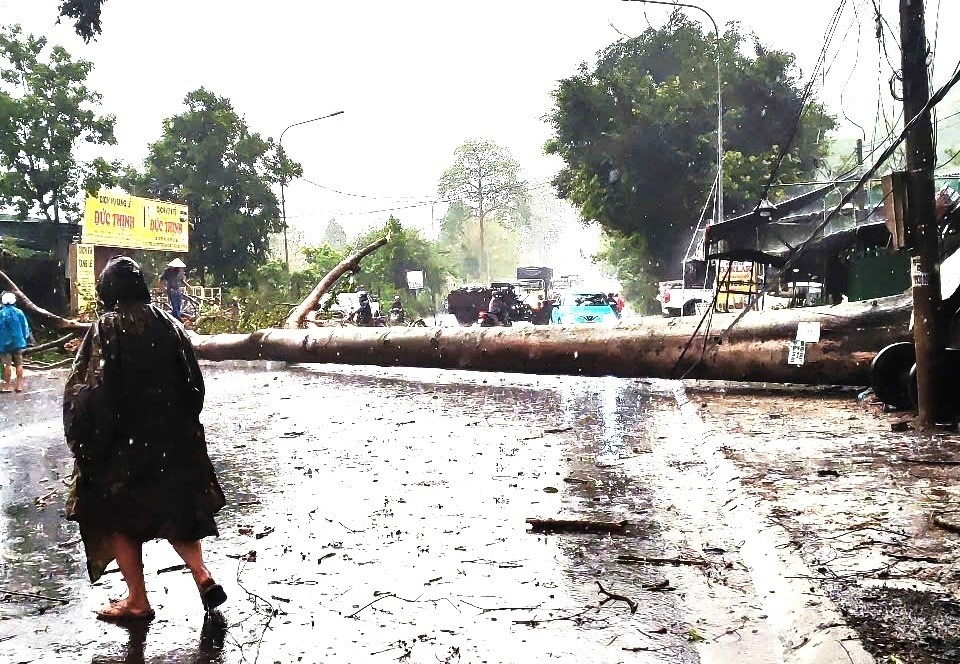 Mua lon kem da quat nga cay, de trung xe cuu thuong hinh anh