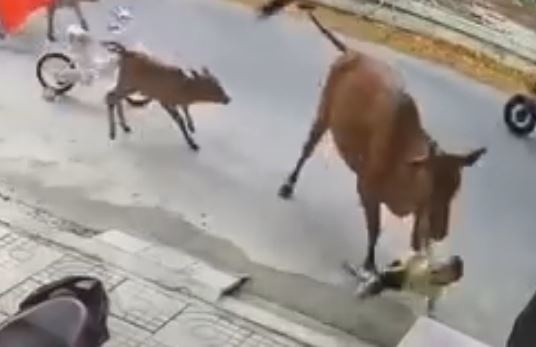 Bo tha rong huc vang chau be dang choi truoc nha hinh anh