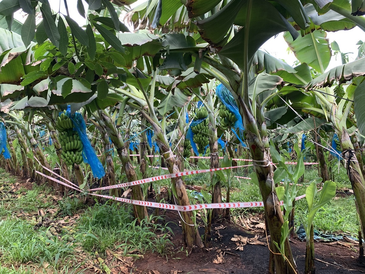 Phat hien thi the tre so sinh dang phan huy trong tui vai den hinh anh