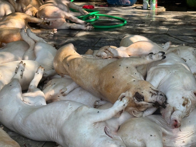 Thit lon Vinh Phuc anh 2
