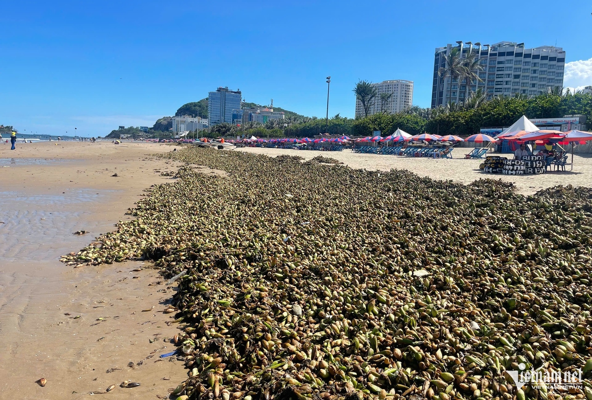Bai bien Vung Tau anh 1