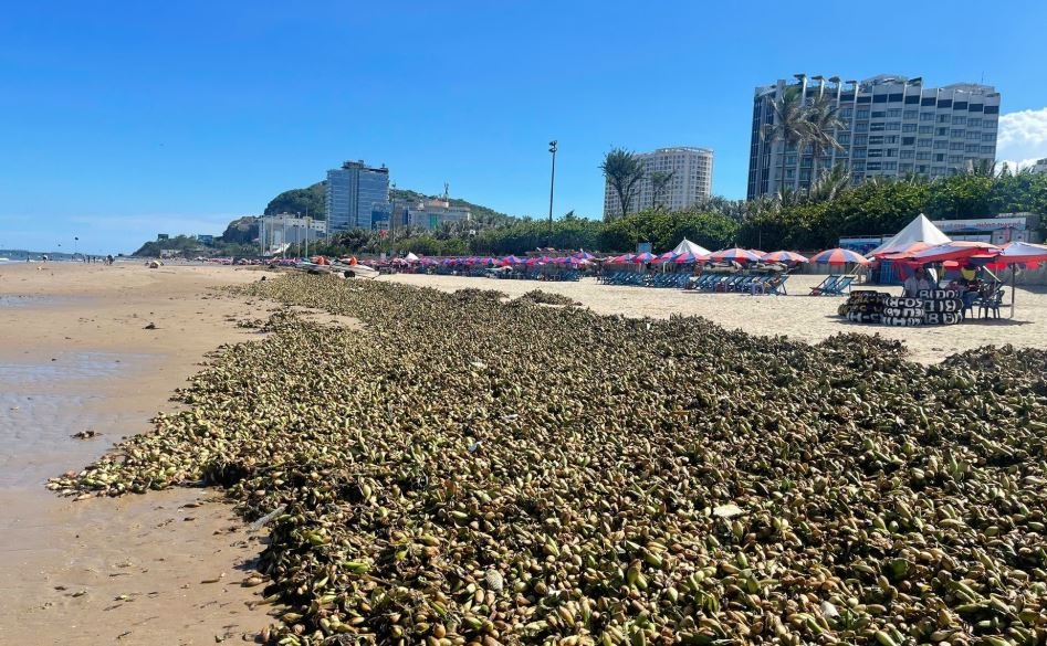 Canh tuong kho coi bua vay bai bien Vung Tau hinh anh