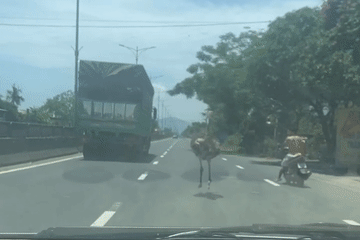Để đà điểu ‘đại náo’ trên quốc lộ, chủ vật nuôi đối mặt mức phạt nào?