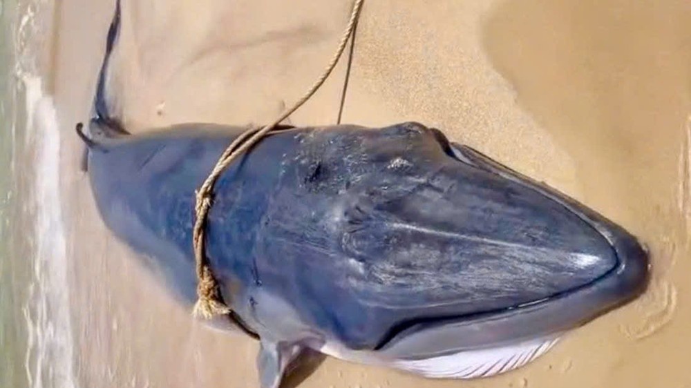 Ca voi dai 4 m, nang gan 1 tan dat vao bo bien Ninh Thuan hinh anh