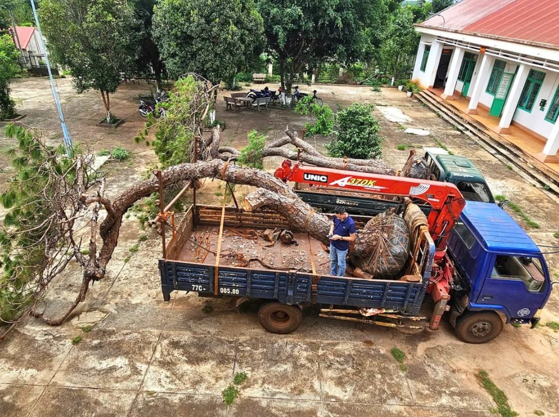 Bonsai Tan Binh Gia Lai anh 1