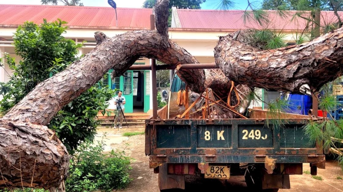 Bonsai Tan Binh Gia Lai anh 2