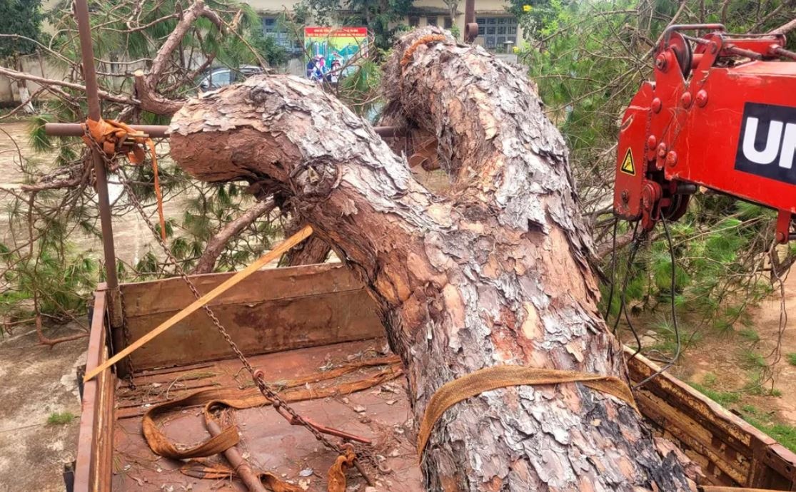 Bonsai Tan Binh Gia Lai anh 3